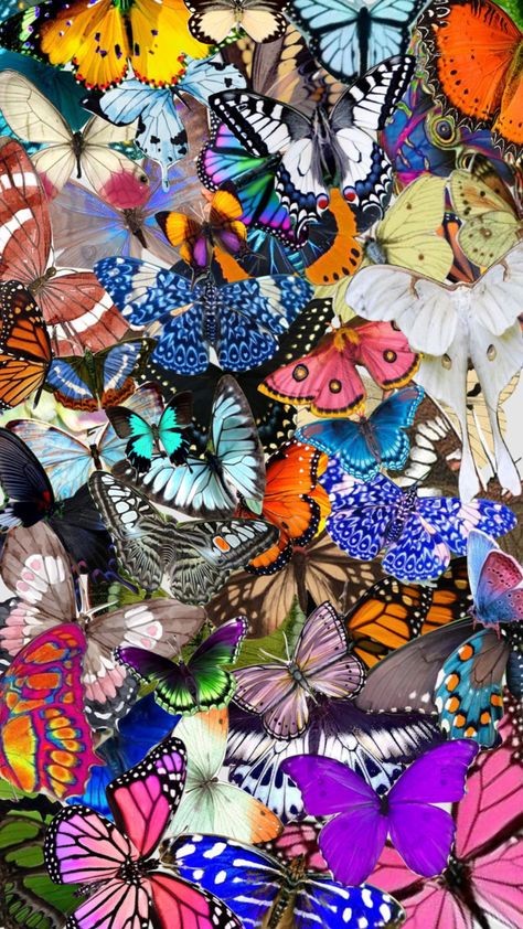 #collage #butterflies Butterfly Collage Wallpaper, Butterfly Mood Board, Collage Butterflies, Butterflies Collage, Samsung Aesthetic, Butterfly Collage, Beautiful Butterfly Photography, Hyper Realistic Paintings, Collage Iphone