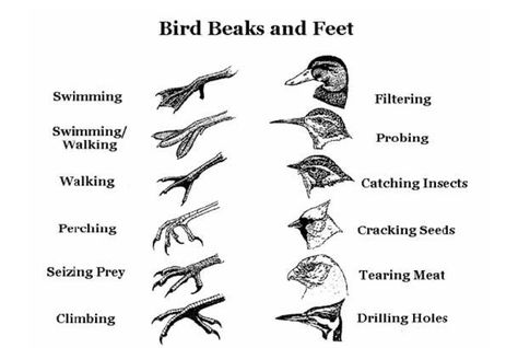 Birds For Kids, Bird Beaks, Animal Adaptations, Bird Identification, Animal Science, Space Ideas, Homeschool Science, Nature Study, Nature Journal