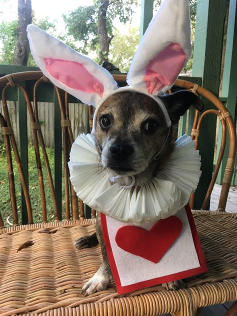 White rabbit dog costume for Alice in Wonderland theme (collar is coffee filters, vest is felt attached to Velcro wrap around, ears are from amazon) Alice In Wonderland Dog Costume, Luca Costume, Dog Bunny Costume, White Dog Halloween Costumes, Dormouse Alice In Wonderland Costume, Alice In Wonderland Inspired Outfits White Rabbit, White Rabbit Alice In Wonderland Cosplay, Disney Dog Costume, Dog Costume Halloween