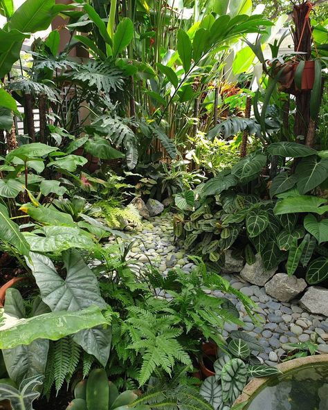 Tropical Garden Layout, Rainforest Garden Backyards, Tropical Rainforest Landscape, Tropical Garden Design Landscaping, Tropical Courtyard Garden, Bedroom Plant Ideas, Small Tropical Garden Ideas, Small Jungle Garden Ideas, Jungle Garden Ideas