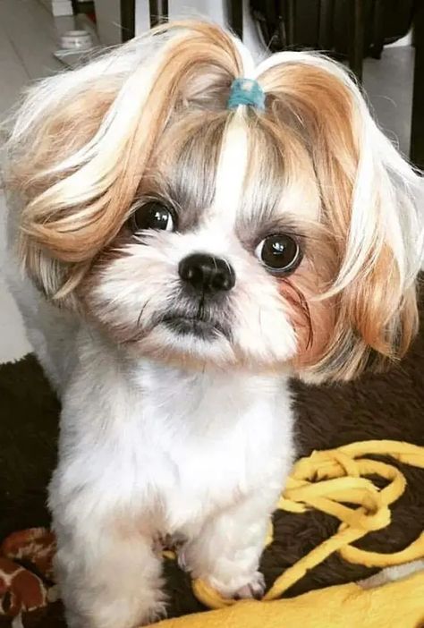 15 Ways How Shih Tzu Will Hurt Your Feelings Shih Tzu Hair Styles, Hair Styles Ideas, Styles Ideas, Girl Haircuts, Shih Tzu, Google Images, Feelings, Hair Styles, Hair