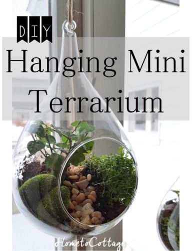 Tips to Prune a Peegee Hydrangea Wall Terrarium, Indoor Gardening Supplies, Terrariums Diy, Terrarium Centerpiece, Hanging Glass Terrarium, Diy Container Gardening, Open Terrariums, Cactus Terrarium, Diy Succulent Terrarium