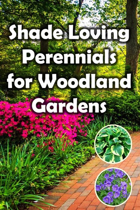 Perennial plants are those which grow during each growing season and die back in winter. There seasonal growing cycle means they add some much needed seasonal change to woodland gardens. Here I list 10 perennial plants suitable for woodland gardens. Woodland Garden Design, Shade Perennial Garden, Perennial Garden Plans, Woodland Gardens, Shade Loving Perennials, Woodland Plants, Woodland Flowers, Shade Flowers, Shade Perennials