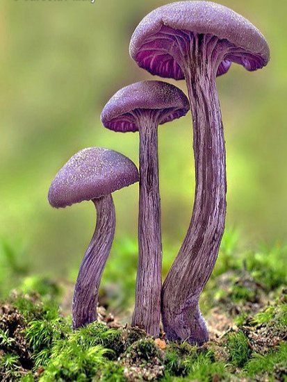 Laccaria amethystina, commonly known as the Amethyst Deceiver is a small brightly colored, edible mushroom, that grows in deciduous as well as coniferous forests. Because its bright amethyst coloration fades with age and weathering, it becomes difficult to identify, hence the common name ‘Deceiver’. It is found mainly in Northern temperate zones Amethyst Deceiver, Purple Mushrooms, Lichen Moss, Mushroom Pictures, Yo Yos, Slime Mould, Plant Fungus, Edible Mushrooms, Mushroom Fungi