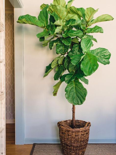 Fiddle Leaf Fig Tree............can grow more than 8 feet tall.  Great for indoor use with plenty of indirect sunlight. Indoor Fig Trees, Tall House Plants, Fig Tree Plant, Fiddle Leaf Fig Care, Tall Indoor Plants, Fiddle Leaf Tree, Indoor Plants Low Light, Large Indoor Plants, Fig Plant