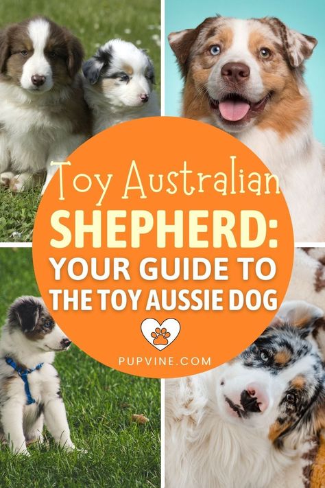 Toy Aussie Puppies, Toy Australian Shepherd Puppy, Corgi Tips, Toy Aussie Shepherd, Toy Aussies, Mini Aussie Shepherd, Mini Aussie Puppy, Miniature Australian Shepherd Puppies, Puppy Schedule