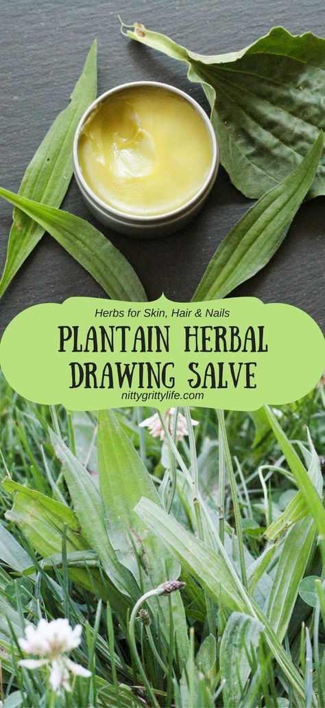 Plantain is an herb with many uses.  Make this plantain infused drawing salve to relieve all your bug bites, bee stings, slivers, and rashes. Holistic Plants, Herbs For Skin, Plantain Herb, Drawing Salve, Natural Medicines, Salve Recipes, Herbal Salves, Herbal Skin Care, Garden Herbs