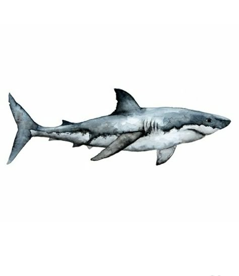 Watercolor Sea Animals, Shark Watercolor, Watercolour Shark, Great White Shark Drawing Realistic, Great White Shark Sketch, Hammerhead Shark Watercolor, Shark Coming Out Of Water Drawing, Great White Shark Watercolor, Shark Illustration