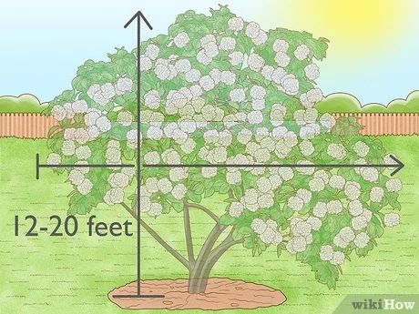 3 Ways to Grow Snowball Trees - wikiHow Life Snowball Tree, Snowball Viburnum, Growing Tree, Early Spring, Gardening Ideas, Hedges, Lawn Garden, Planting, Perennials