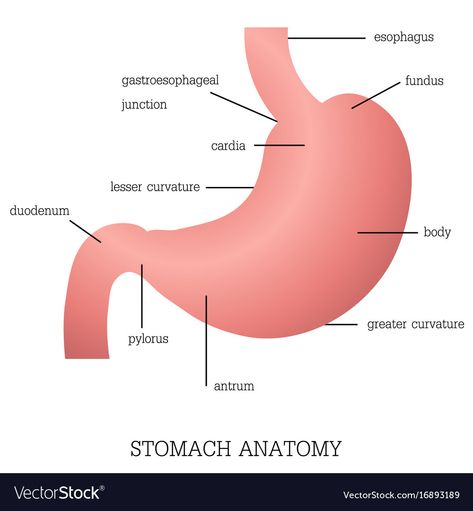 Stomach Organ, Stomach Diagram, Stomach Drawing, Stomach Digestive System, Stomach Anatomy, Stomach Images, Anatomy Pictures, Digestive System Anatomy, Anatomy Education