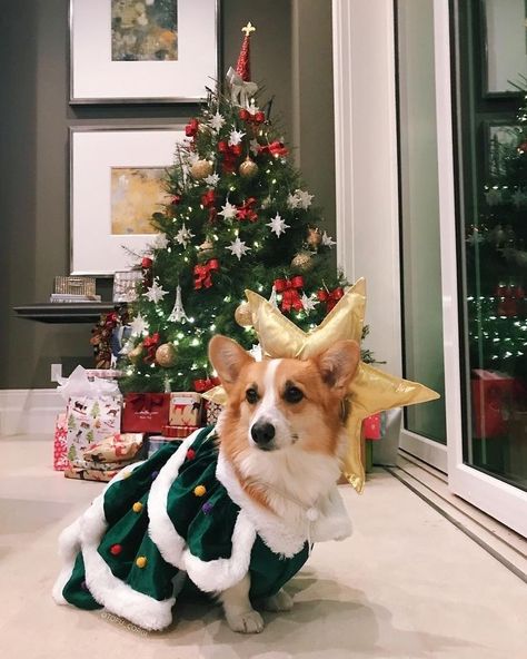 Corgi Christmas, Real Christmas, Corgi Butts, Real Christmas Tree, Puppies And Kitties, Cute Corgi, Dog Wallpaper, Would You Rather, Cards Christmas