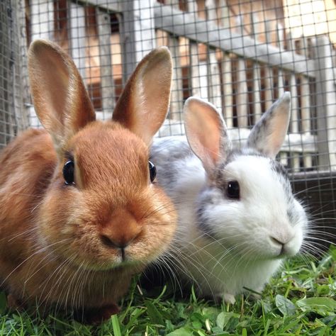 Two rabbits  sitting in the grass in a big cage outside Rabbit Cage Indoor, Indoor Rabbit Cage, Indoor Rabbit, Rabbit Cage, Pet Rabbit, How To Take, Rabbits, Take Care, Most Popular