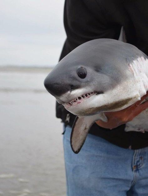 Baby great white Baby Great White Shark, Shark Pictures, Cute Shark, White Sharks, Great White Shark, Silly Animals, Pet Hacks, Great White, Marine Animals