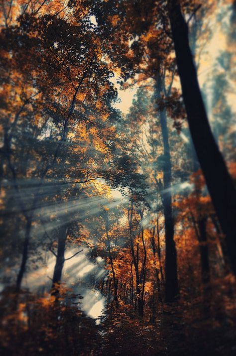 Beautiful Skies, Autumn Beauty, Autumn Forest, Autumn Aesthetic, Fall Wallpaper, In The Forest, Nature Wallpaper, The Forest, Beautiful World