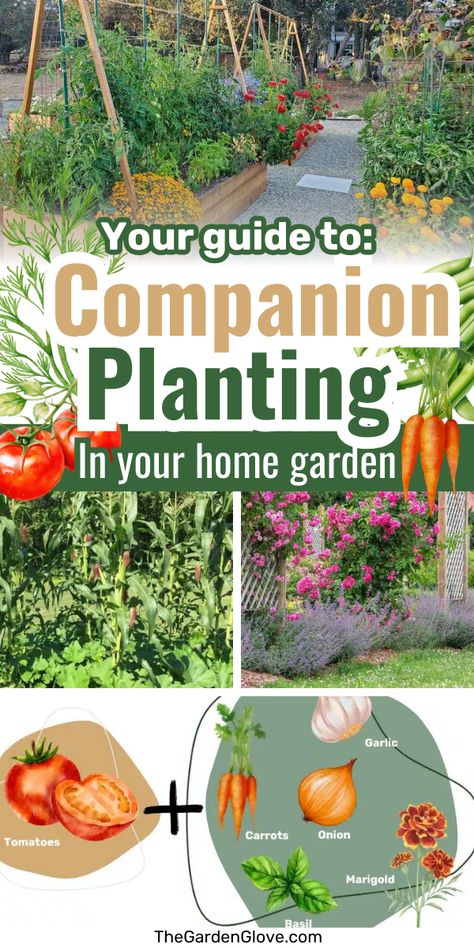 Unlock the secrets of companion planting with our comprehensive guide. Learn which plants thrive together for better growth, natural pest control, and improved yields. A must-read for every gardener looking to harness the benefits of biodiversity in their garden beds! 🌱🌼 #CompanionPlanting #GardeningTips #EcoFriendlyGardening Raised Bed Vegetable Garden Layout, Potato Companion Plants, Strawberry Companion Plants, Tomato Companion Plants, Companion Planting Guide, Best Companion Plants, Companion Planting Chart, Companion Planting Vegetables, Garden Playhouse