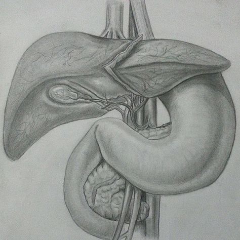 Yes..that is a medical drawing (stomach, liver) just tryn diff.things Human Liver Drawing, Drawing Stomach, Liver Drawing, Stomach Drawing, Organ Art, Drawing Medical, Medical Artwork, Anatomical Art, Medical Drawings