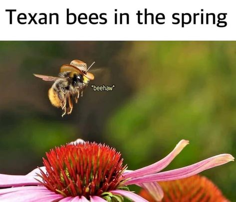 Texas Meme, Bee Meme, Texas Humor, Bad Humor, Pretty Meme, Memes Humor, Life Memes, Big Deal, Best Memes