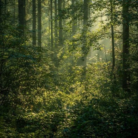 Nemophilist Aesthetic, Groundskeeper Aesthetic, Cottagecore Aesthetic, Six Feet Under, 판타지 아트, Nature Aesthetic, Pretty Places, In The Forest, Green Aesthetic