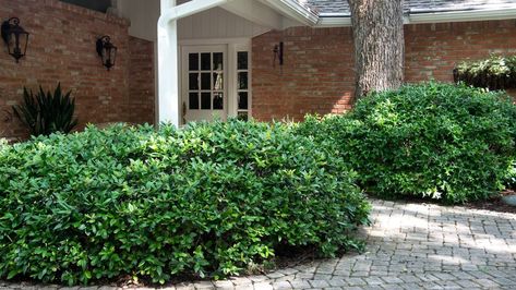 Holly Landscaping, Carissa Holly, White Christmas Lights, Southern Magnolia, Landscaping Images, Shade Trees, Gnome Garden, Growing Tree, Trees And Shrubs