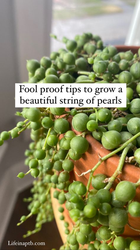 Succulent Pearl Plant, Pearl Succulent Care, Pearl Plant Hanging, Mother Of Pearl Plant, Diy Hanging Propagation, Strong Of Pearls Plant, Diy Succulent Decor, Potting Succulents Indoor, String Of Frogs Plant