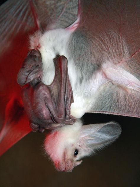 Ghost Bat Pup Bat Facts, Ghost Bat, Fruit Bat, Baby Bats, Cute Bat, Weird And Wonderful, Beautiful Creatures, Perth, Animals Beautiful