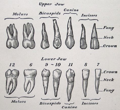 teeth, vintage anatomical illustration, from The Human Body & Health, 1910 (via cori kindred on Flickr) Teeth Diagram, Teeth Anatomy, Teeth Illustration, Teeth Drawing, Medical Drawings, Tooth Tattoo, Motifs Art Nouveau, Medical Tattoo, Teeth Art