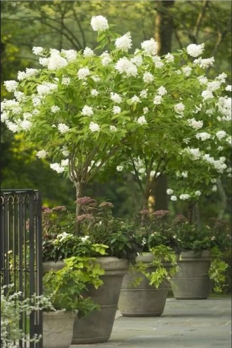 Up a Tree - 29 Ways to Grow Hydrangeas in Containers - Southernliving. This panicle hydrangea, Hydrangea paniculata ‘Limelight’, makes for a stunning container when planted in its single-stem, tree-shrub form.  See the Pin Garden Wall Ideas, Hydrangea Paniculata Limelight, Hydrangea Potted, Hydrangea Tree, Limelight Hydrangea, Panicle Hydrangea, Oakleaf Hydrangea, Southern Garden, Growing Hydrangeas