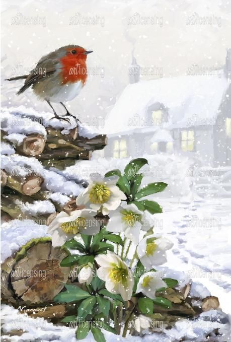 Richard Macneil, Christmas Roses, Studio Artist, Robin Bird, Sports Wall Art, Sports Wall, Christmas Rose, Christmas Bird, Christmas Past