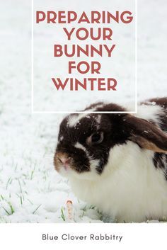 Winter Proofing Rabbit Hutch, Outdoor Rabbit Enclosure Winter, Bunny Pens Outdoor, Raising Bunnies Outside, Outdoor Bunny Enclosure Winter, Rabbit Run Ideas, Outdoor Bunny Habitat, Outdoor Bunny Hutch, Bunny Outside