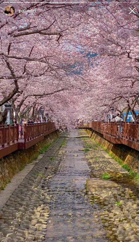 Bright pink cherry blossom trees on each side of a thin stream in South Korea. Korea Travel Guide, Seoul Travel Guide, Japan Wallpaper, Korea Country, Jeju Island South Korea, Namsan Tower, Korea University, Nami Island, Seoul Travel