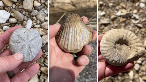 Hunting For Fossils in North Texas! And Finding Tons of Them! Rock Tumbling, Agate Rocks, Fossil Hunting, Camping Hacks Diy, Rock Hunting, Rock Tumbler, Types Of Opals, Simple Machines, Beautiful Bugs