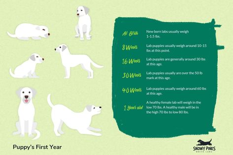 Lab Growth Chart (Ideal Weight & Milestones From Birth - 2yrs) Dog Weight Chart, Puppy Growth Chart, Puppy Development, Puppy School, Weight Chart, Chart Infographic, Weight Charts, Puppy Proofing, Golden Puppy