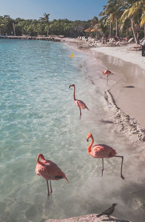 Flamingo Beach Aruba, Lana Albums, Travel Caribbean, Pink Paradise, Flamingo Beach, Photography Genres, Flamingo Decor, Photography Kit, Porto Rico