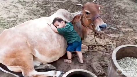 Meera Jhogasundram on Twitter: "They understand the language of love They care for the innocent & vulnerable They certainly don't deserve to be served as a meal! Love animals 🙏 🐄 🐄 via @VertigoWarrior #cow #nature #AnimalWelfare #Vegan #govegan #AnimalCruelty #animalrights 🐄 https://t.co/Rkr97MbCis" Qurbani Ka Janwar, Youtube Kids, Wildlife Nature, Animal Welfare, Animal Rights, Going Vegan, Nature Animals, Nature Art, Pakistan