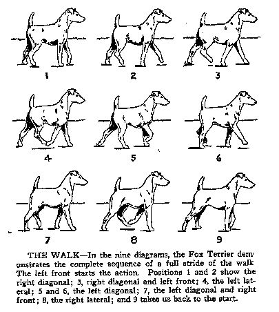 AnatoRef — Walk, Trot, and Gallop: Top Row: Eadwaerd... Animation Sequence, Walking Animation, Dog Characters, Walking Dogs, Animation Tips, Dog Comics, Animation Storyboard, Frame By Frame, Drawings Tutorials