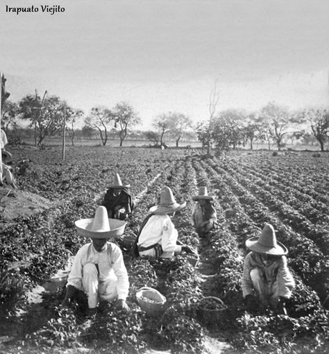 Campesinos cosechando fresas en 1901 en Irapuato Guanajuato , Mexico Old Mexico Aesthetic, Mexico History, Mexican Home Decor, Interactive Media, Ranch Life, History Projects, Vintage Mexican, Old West, Back In The Day