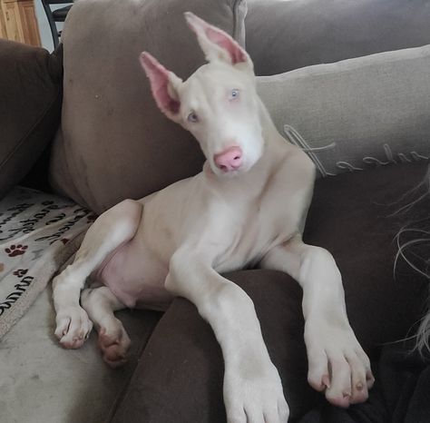 AKC White doberman puppy Doberman Pinscher White, Albino Doberman Pinscher, White Doberman Aesthetic, White Doberman Puppy, Doberman Grey, Blonde Doberman, Light Doberman, Gray Doberman, Grey Doberman