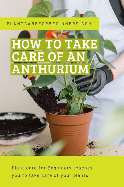 How to take care of an Anthurium Anthurium Plant Care, Home Made Fertilizer, Anthurium Care, Plant Care Guide, Anthurium Plant, Indoor Jungle, Coconut Fiber, Tropical Rainforest, Plant Supports