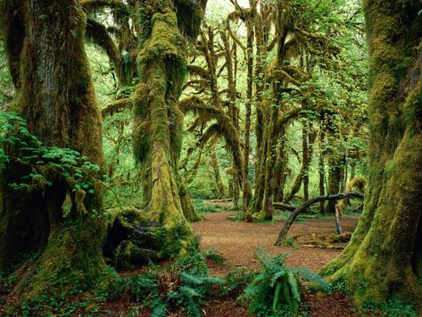 forest images | rainforests are forests characterized by high rainfall with ... Wald Wallpaper, Hoh Rainforest, Olympic National Forest, Olympic National Park Washington, Moss Covered, North Cascades National Park, Washington Park, Port Angeles, Olympic Peninsula