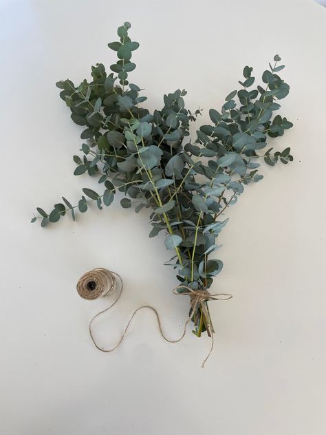 Excited to share the latest addition to my #etsy shop: Fresh Gunni Eucalyptus/ Wedding/ greenery/ bouquet/ Silver Dollar Eucalyptus/ Parvifolia Eucalyptus/ flower bouquet/ housewarming gift Parvifolia Eucalyptus, Eucalyptus Parvifolia, Gunni Eucalyptus, Eucalyptus Flower, Eucalyptus Bouquet, Greenery Bouquet, Dollar Eucalyptus, Wedding Greenery, Silver Dollar Eucalyptus