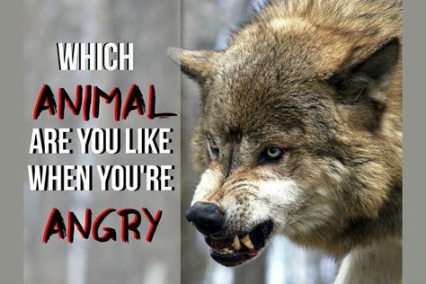 What Animal Are You Like When You're Angry? Which Dog Are You, When You're Angry, Teen Titans Characters, What Animal Are You, Playbuzz Quizzes, Describe Your Personality, Fun Test, Mythical Animal, What Dogs