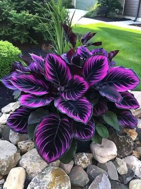 Calathea couture Purple Flowering Plants, Goth Garden, Calathea Plant, Purple Plants, Sun Perennials, Purple Garden, Lovely Flowers Wallpaper, Colorful Plants, Exotic Plants