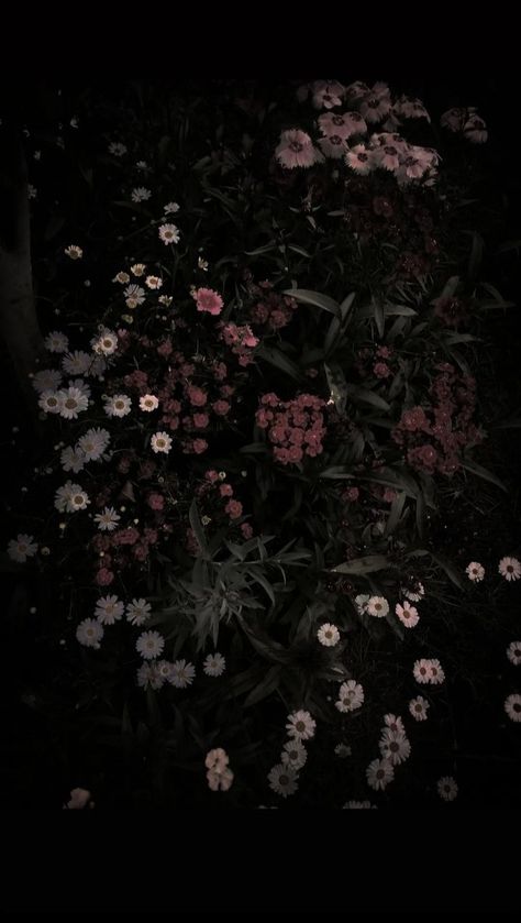 Dark Flowers Background, Black Spring Aesthetic, Dark Moody Aesthetic Pictures, Flowers With Dark Background, Grunge Flower Wallpaper, Dark Colored Wallpaper, Garden Aesthetic Dark, Dark Flower Background, Dark Plant Aesthetic