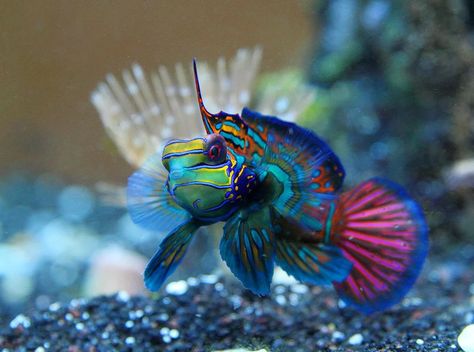 Mandarin Goby, Saltwater Aquarium Beginner, Nano Reef Tank, Marine Fish Tanks, Mandarin Fish, Saltwater Aquarium Fish, Saltwater Fish Tanks, Marine Tank, Tropical Fish Tanks