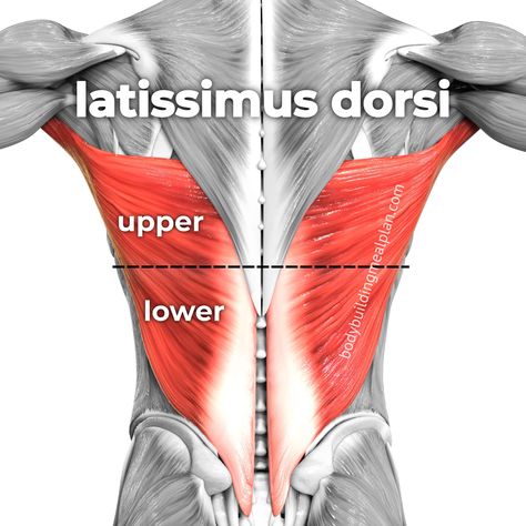 Back Muscles Women Anatomy, Lat Muscles Women, Lat Stretches Muscle, Lattisimus Dorsi Muscle, Lat Muscle Workout, Lat Workout Dumbbells, Lower Lats Back Workouts, Latissimus Dorsi Workout, Lower Back Muscles Anatomy