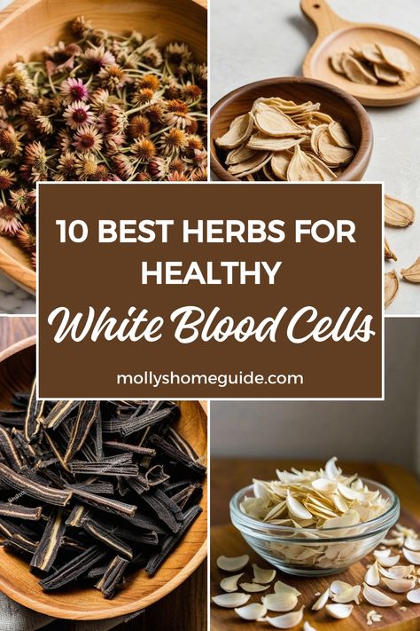 Explore the power of herbs for white blood cells with these immune-boosting options! Protect your immune system by incorporating foods like garlic, oregano, elderberry, and ashwagandha into your diet. Increase WBC count naturally with the best immune-boosting foods. Discover a herbal blend for white blood cells that includes 10 potent herbs for boosting white blood cell count. Check out natural remedies to increase white blood cells and support your overall health. Increase White Blood Cell Count, Internal Health, Healthy Stomach, Natural Immune Support, Medicine Garden, White Blood Cell, Herbal Remedies Recipes, Anti Oxidant Foods, Immune Boosting Foods