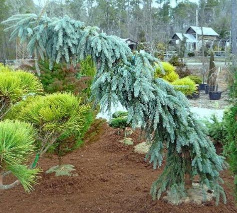 Amazon.com : WEEPING COLORADO BLUE SPRUCE - Picea pungens 'The Blues' - 2 - YEAR PLANT : Patio, Lawn & Garden Weeping Conifers, Weeping Blue Spruce, Weeping Spruce, Weeping White Spruce, Nature Structure, Conifer Garden, Shady Gardens, Blue Spruce Tree, Colorado Spruce