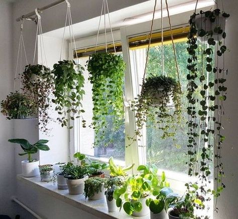 Positive Hanging Plants Ideas Hanging Plants Indoor, Inside Plants, Plant Decor Indoor, House Plants Decor, Room With Plants, House Plants Indoor, Plant Shelves, Diy Plants, Small Balcony