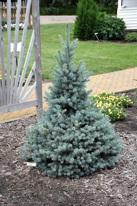 Berm Garden, Blue Spruce Tree, Colorado Spruce, Scituate Ma, Colorado Blue Spruce, Picea Pungens, Spruce Trees, Low Maintenance Shrubs, Blue Pine