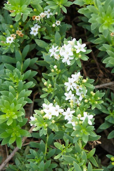 A hardy ground cover plant can transform a tricky bare patch of dirt into a riot of colour or fragrance. Horticulturalist Helen Young reveals her 7 favourites. Creeping Boobialla, Courtyard Renovation, Flowering Ground Cover, Sandstone Garden, Starry Flowers, Australian Gardens, Stachys Byzantina, Ground Covers, Bed Full